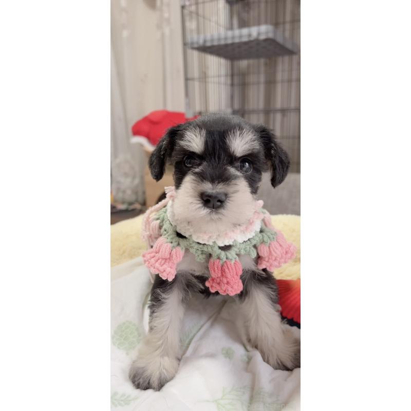 販売中の岐阜県のミニチュアシュナウザー-445120の4枚目