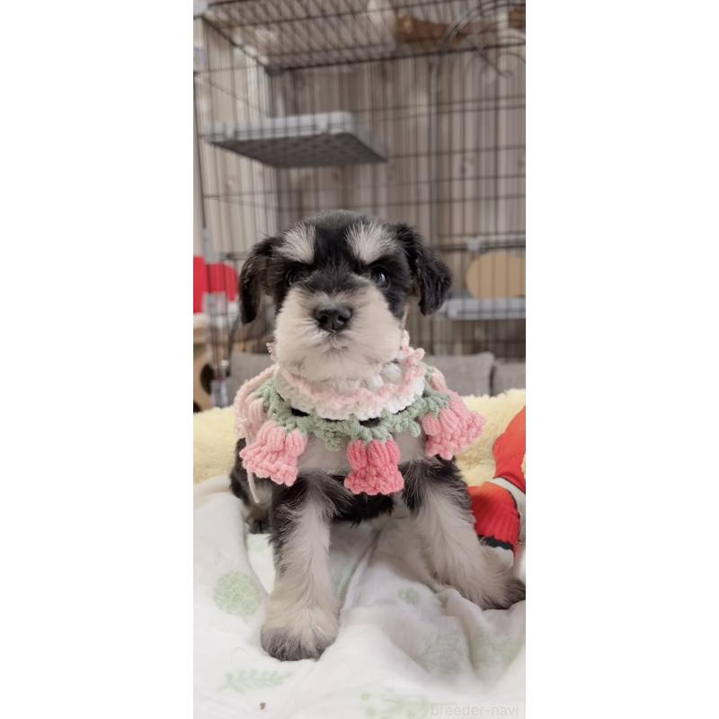 販売中の岐阜県のミニチュアシュナウザー-445120の3枚目