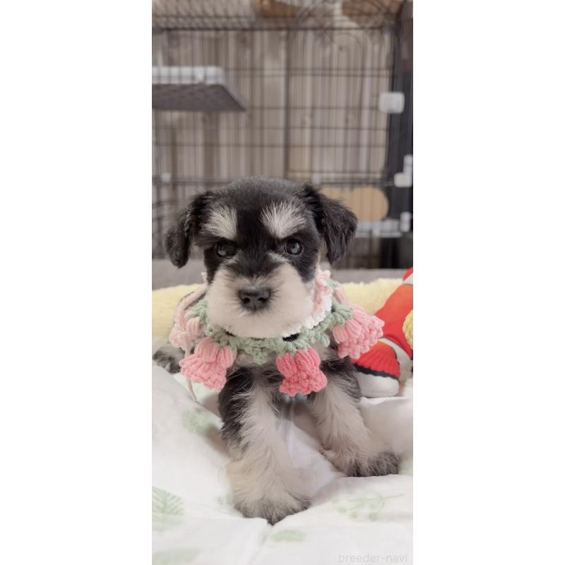 販売中の岐阜県のミニチュアシュナウザー-445120の2枚目