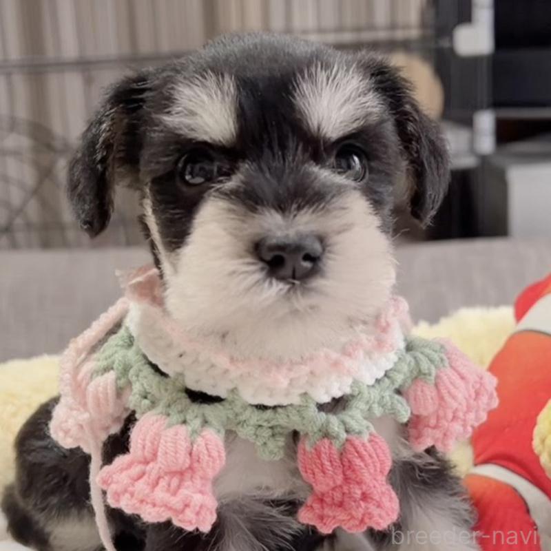 販売中の岐阜県のミニチュアシュナウザー-445120の1枚目