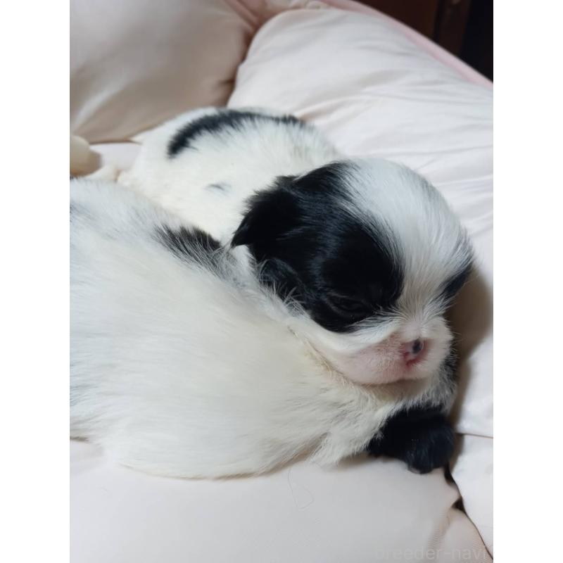 販売中の岡山県の狆 (チン)-445121