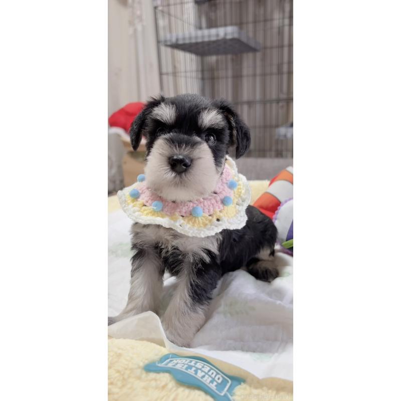 販売中の岐阜県のミニチュアシュナウザー-445122の7枚目