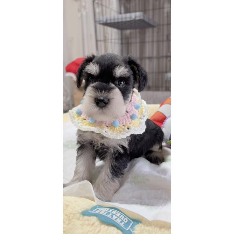 販売中の岐阜県のミニチュアシュナウザー-445122の6枚目