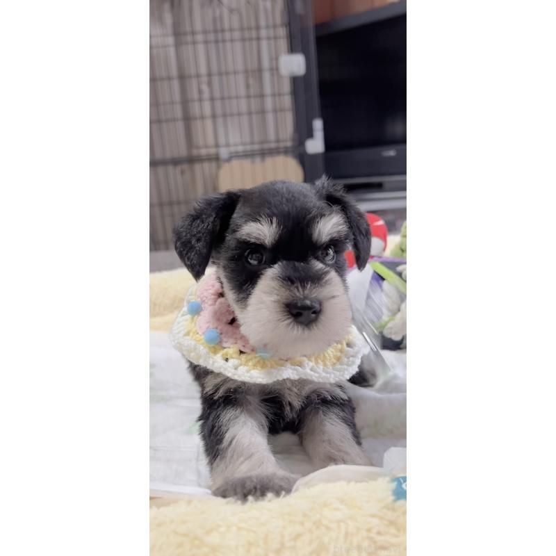 販売中の岐阜県のミニチュアシュナウザー-445122の5枚目