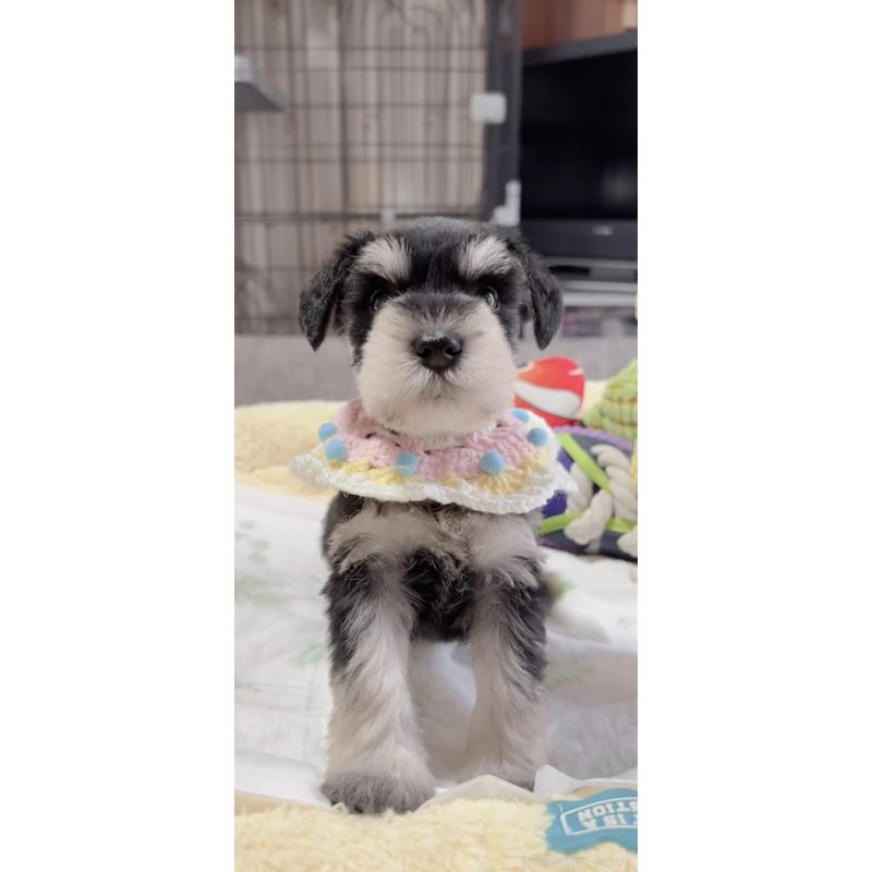 販売中の岐阜県のミニチュアシュナウザー-445122の4枚目