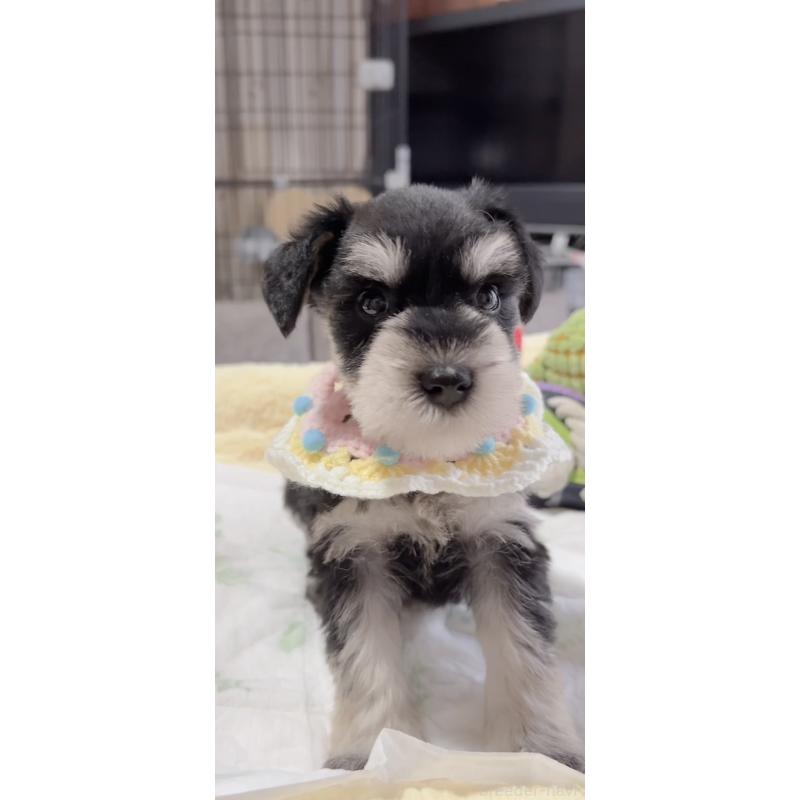 販売中の岐阜県のミニチュアシュナウザー-445122の3枚目