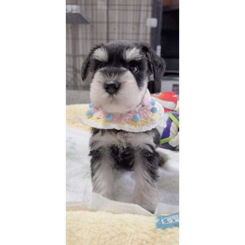 販売中の岐阜県のミニチュアシュナウザー-445122の2枚目