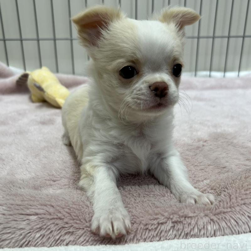 販売中の石川県のチワワ(ロングコート)-445123の1枚目