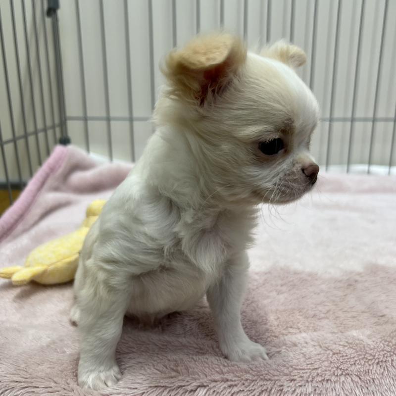 販売中の石川県のチワワ(ロングコート)-445123の2枚目