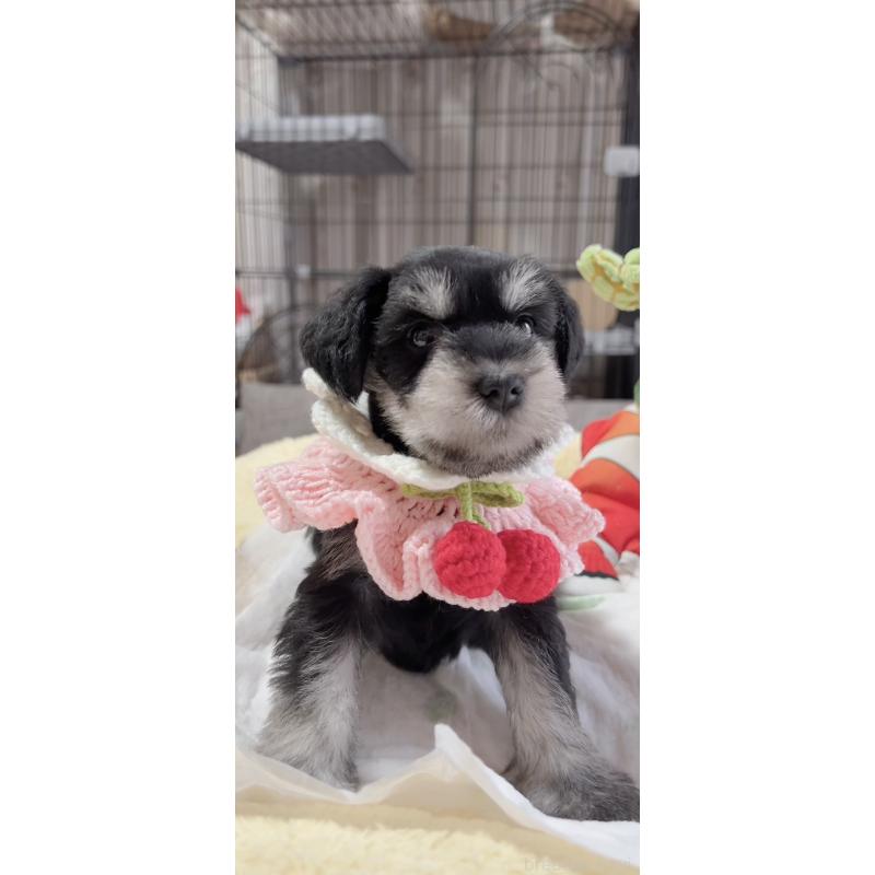 販売中の岐阜県のミニチュアシュナウザー-445124の7枚目