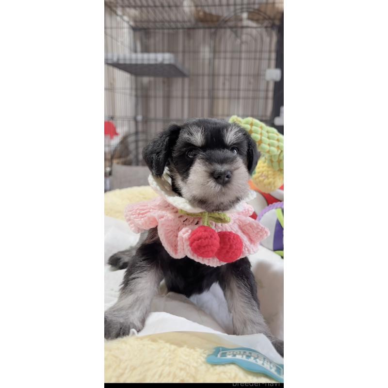 販売中の岐阜県のミニチュアシュナウザー-445124の6枚目