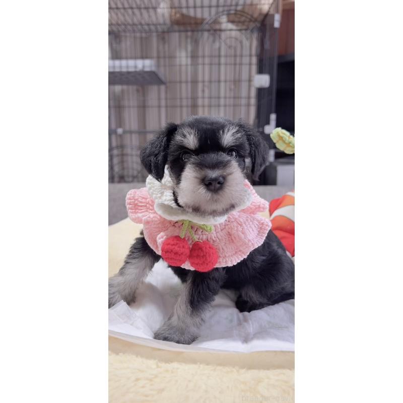 販売中の岐阜県のミニチュアシュナウザー-445124の4枚目