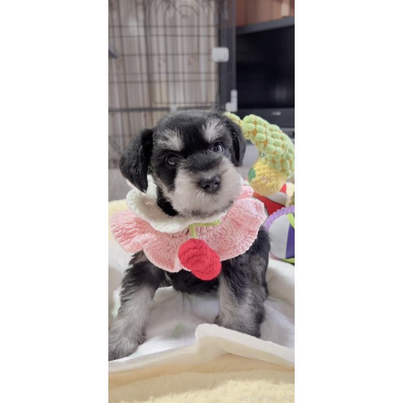 販売中の岐阜県のミニチュアシュナウザー-445124の3枚目