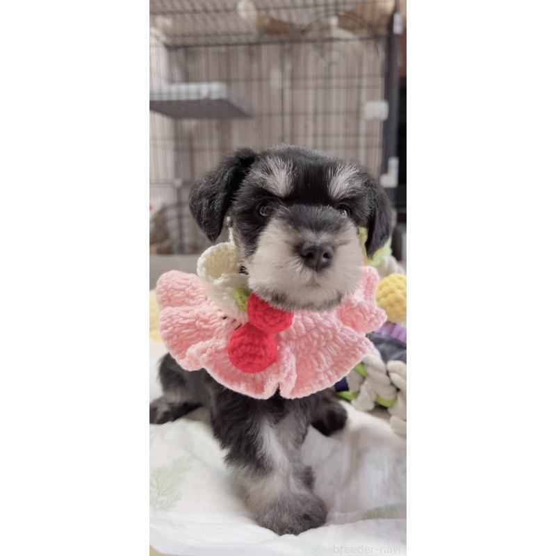 販売中の岐阜県のミニチュアシュナウザー-445124の2枚目