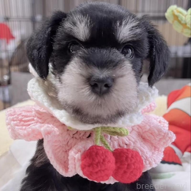 販売中の岐阜県のミニチュアシュナウザー-445124