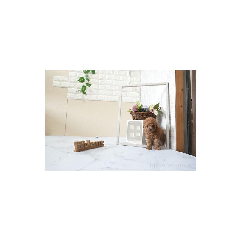 販売中の滋賀県のタイニープードル-444904の5枚目