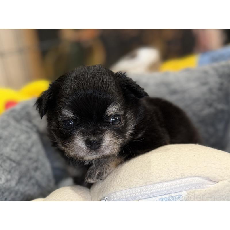 販売中の埼玉県のチワワ(ロングコート)-445125の9枚目