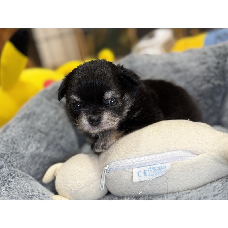 販売中の埼玉県のチワワ(ロングコート)-445125の8枚目