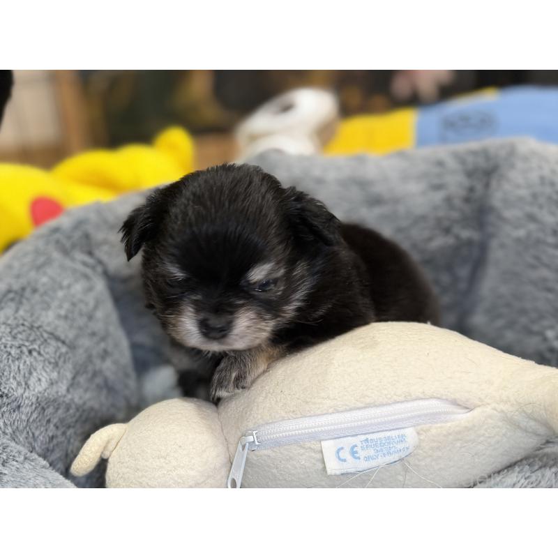 販売中の埼玉県のチワワ(ロングコート)-445125の6枚目