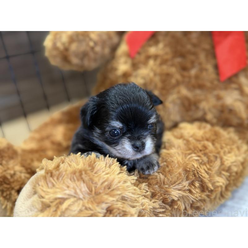 販売中の埼玉県のチワワ(ロングコート)-445125の5枚目