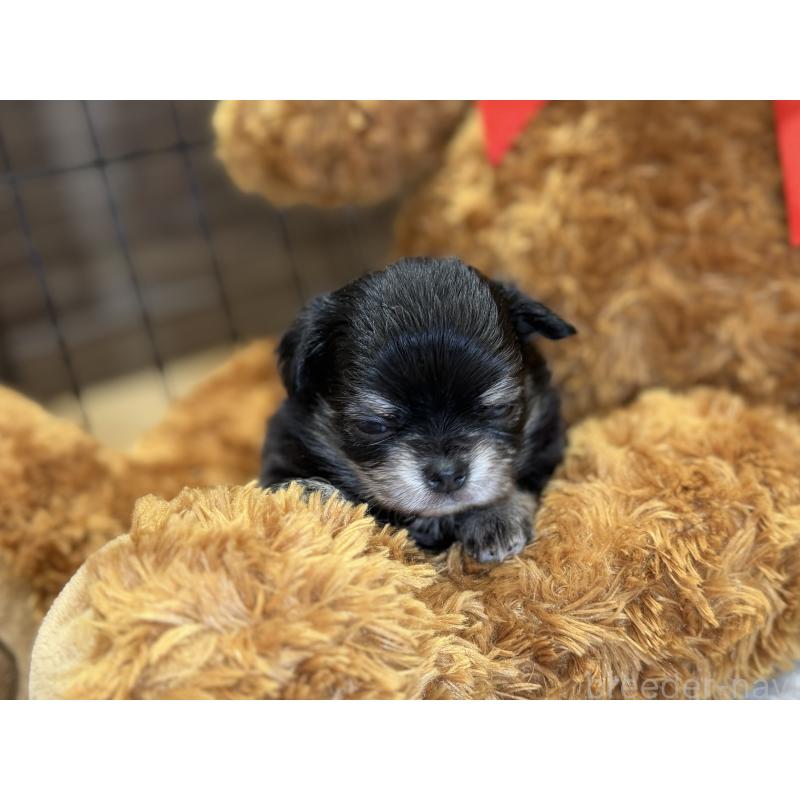 販売中の埼玉県のチワワ(ロングコート)-445125の4枚目