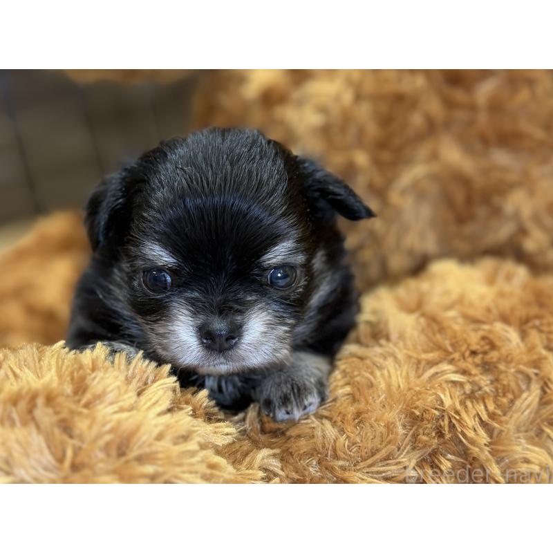 販売中の埼玉県のチワワ(ロングコート)-445125の3枚目