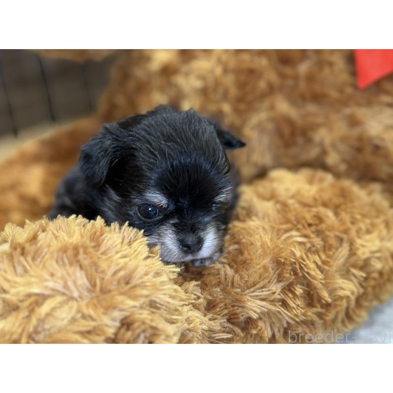 販売中の埼玉県のチワワ(ロングコート)-445125の2枚目