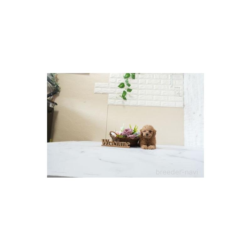 販売中の滋賀県のトイプードル-444906の5枚目