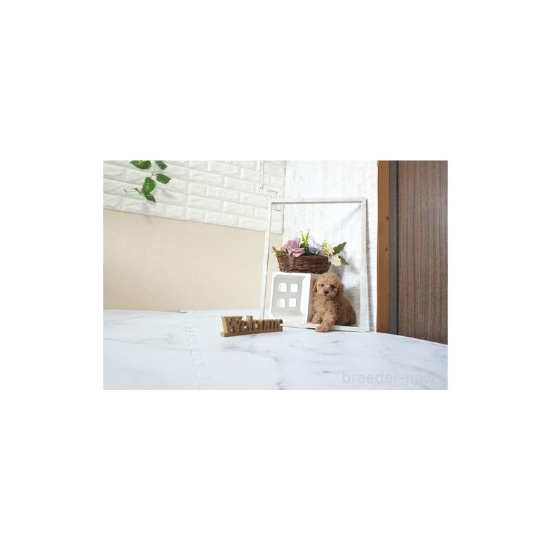 販売中の滋賀県のトイプードル-444906の4枚目