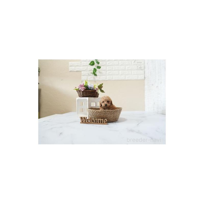 販売中の滋賀県のトイプードル-444906の2枚目