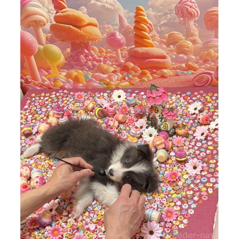 販売中の東京都のボーダーコリー-439292の3枚目