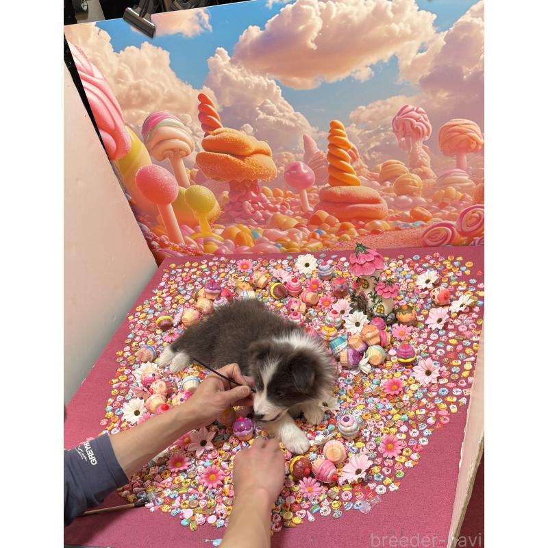 販売中の東京都のボーダーコリー-439292の2枚目