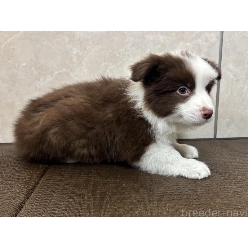 販売中の東京都のボーダーコリー-445126の8枚目