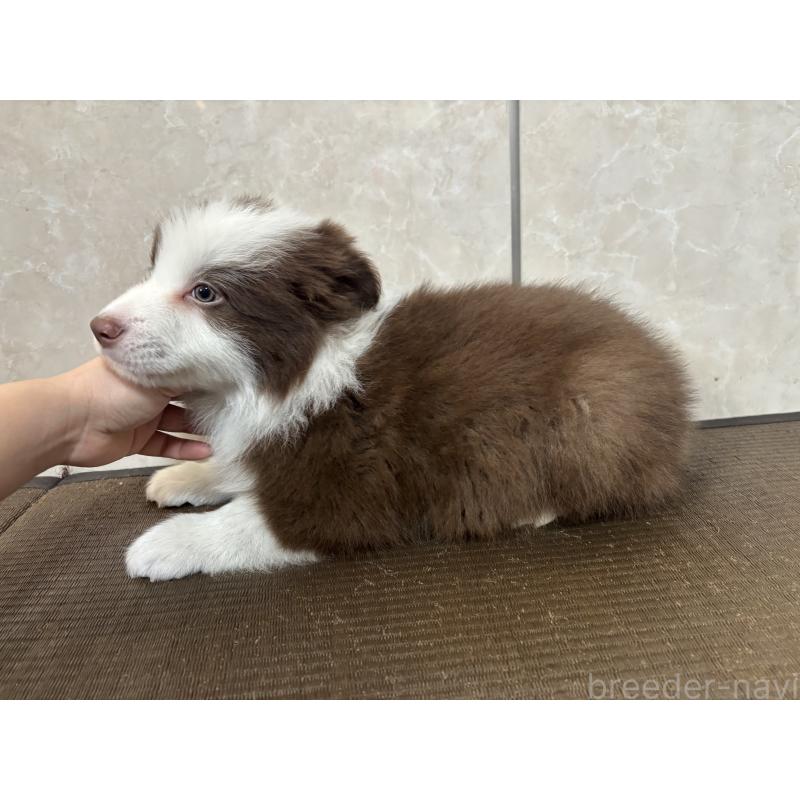 販売中の東京都のボーダーコリー-445126の6枚目