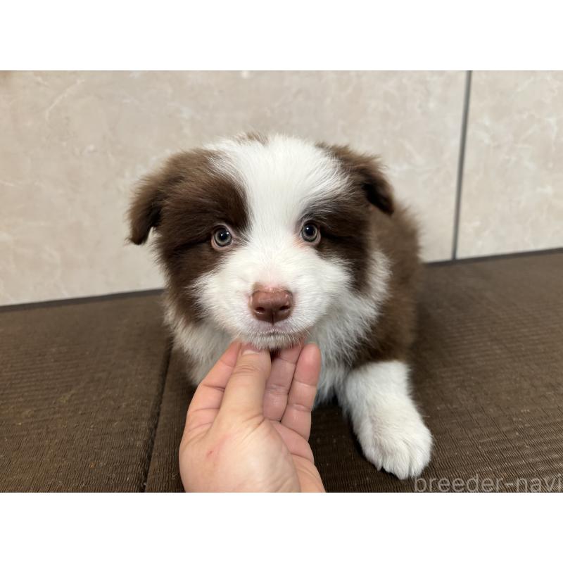 販売中の東京都のボーダーコリー-445126の4枚目