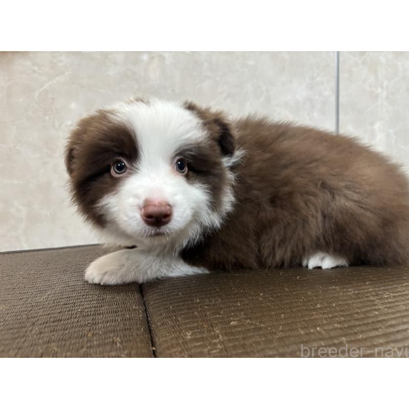 販売中の東京都のボーダーコリー-445126の3枚目