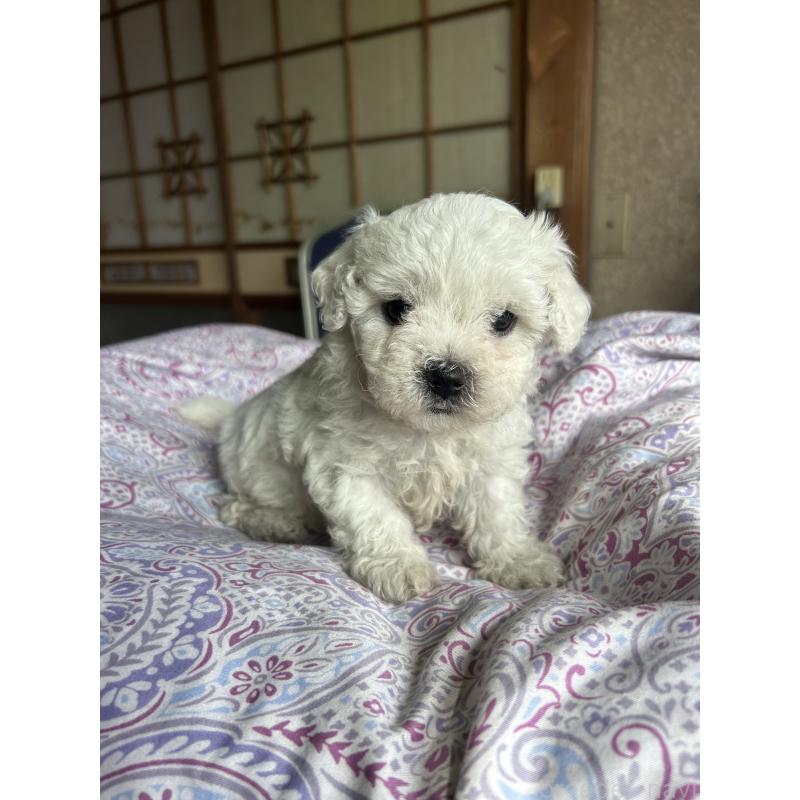 販売中の愛知県のビションフリーゼ-445127