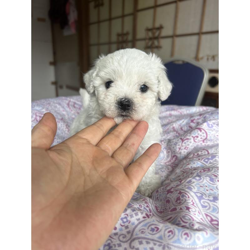 販売中の愛知県のビションフリーゼ-445127の4枚目