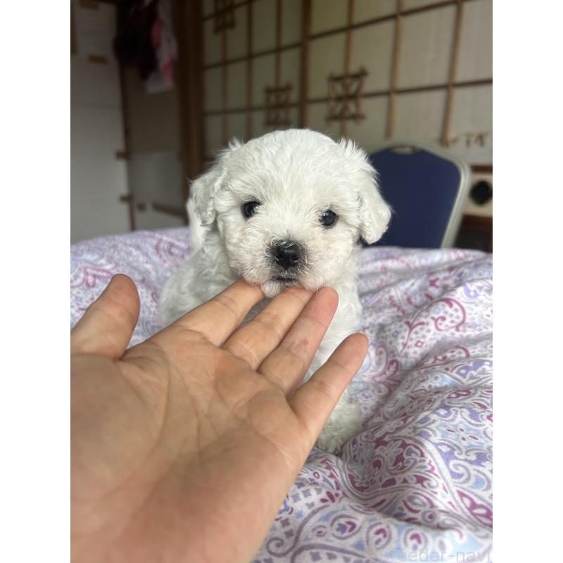 販売中の愛知県のビションフリーゼ-445127の3枚目