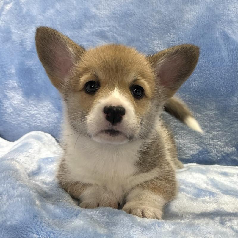 商談中の大阪府のウェルシュコーギーペンブローク-445128