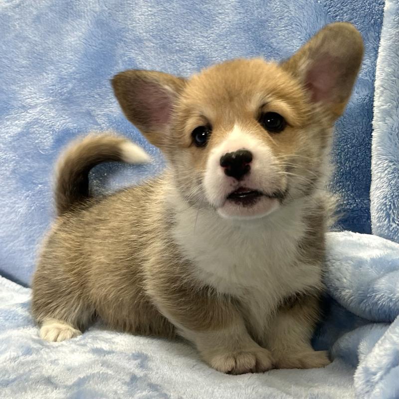 商談中の大阪府のウェルシュコーギーペンブローク-445128の3枚目