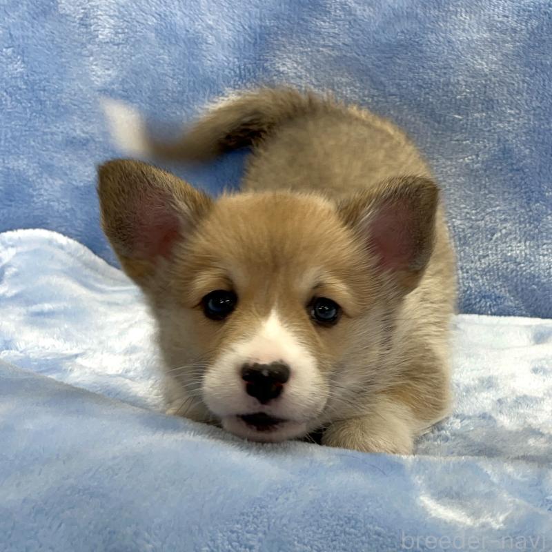 商談中の大阪府のウェルシュコーギーペンブローク-445128の2枚目