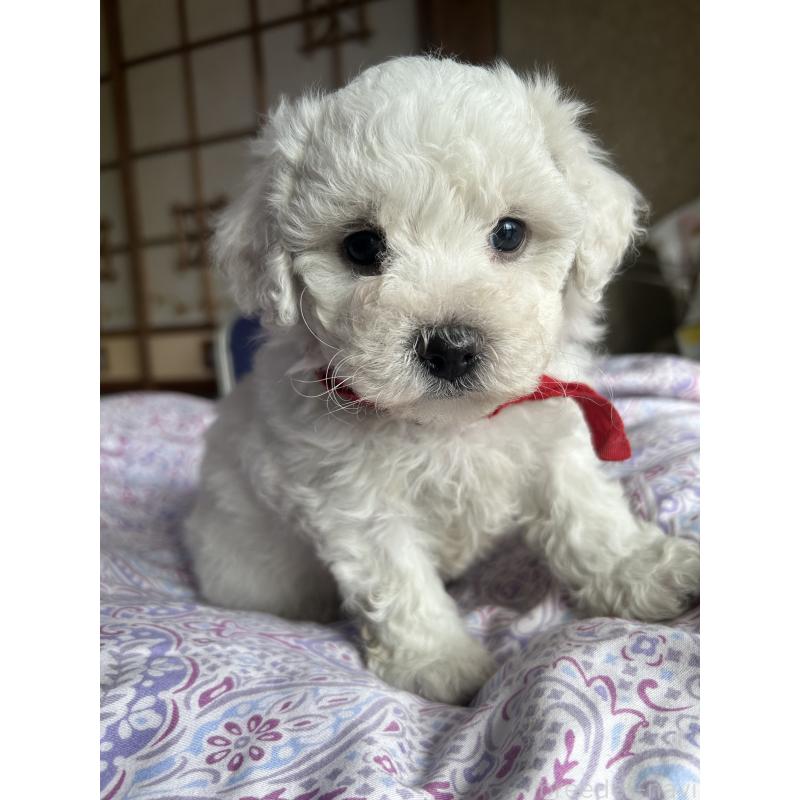 販売中の愛知県のビションフリーゼ-445129