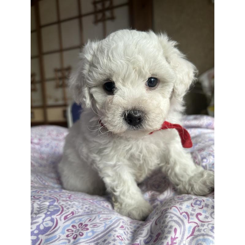 販売中の愛知県のビションフリーゼ-445129の3枚目