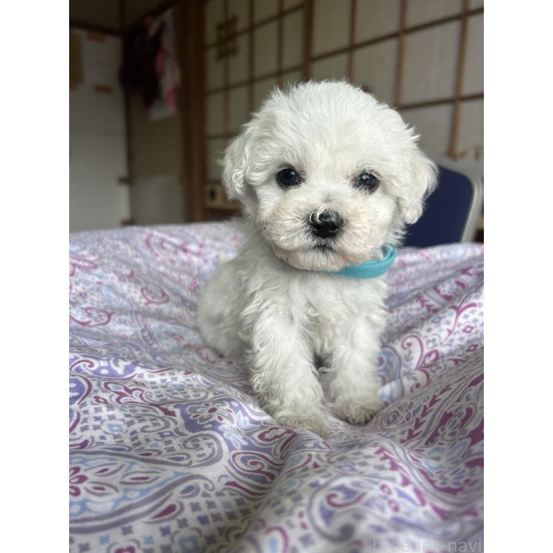 販売中の愛知県のビションフリーゼ-445130の5枚目