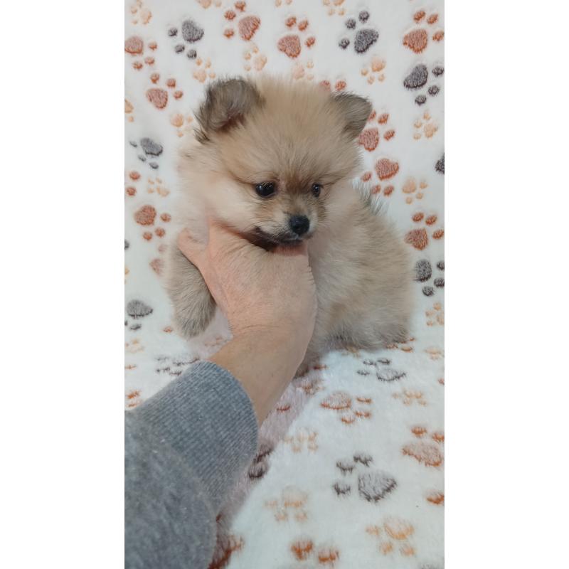 販売中の沖縄県のポメチワ:ポメラニアン×チワワ-445134の2枚目