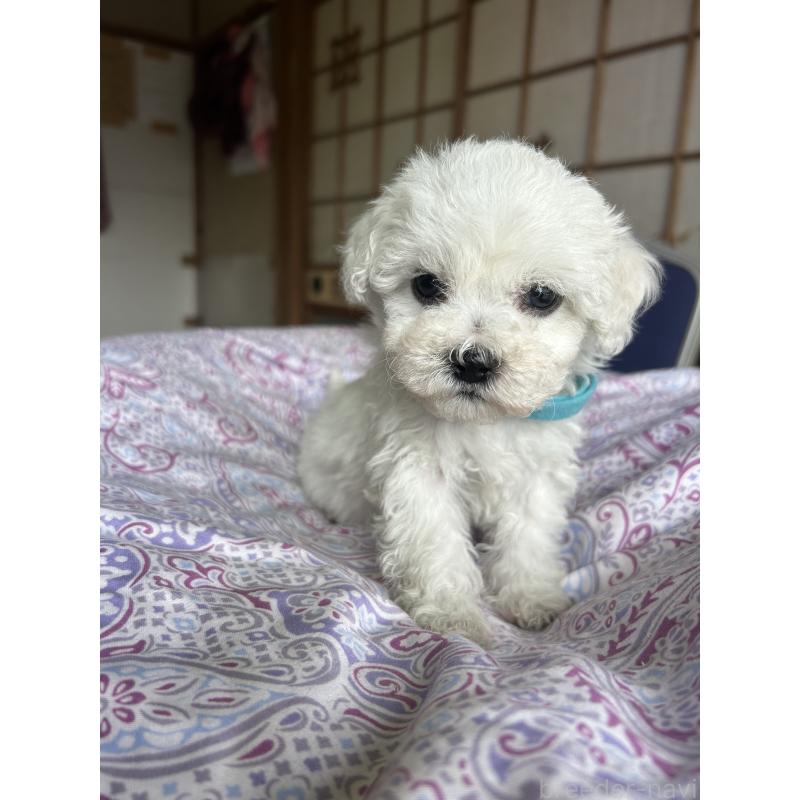 販売中の愛知県のビションフリーゼ-445130の4枚目