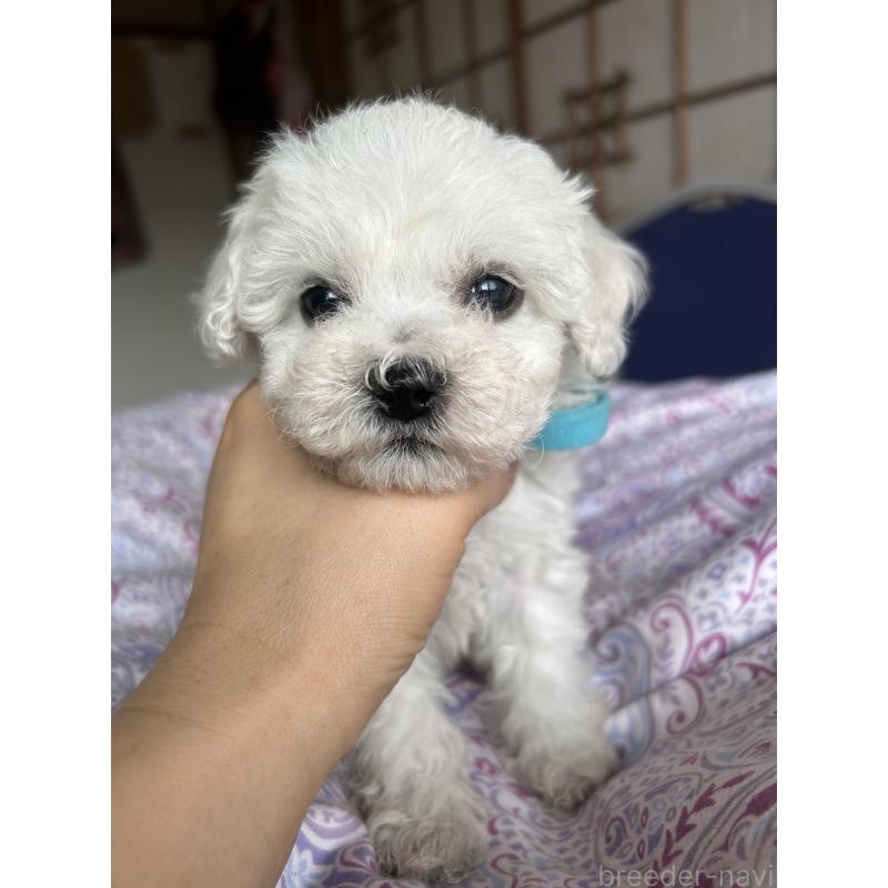 販売中の愛知県のビションフリーゼ-445130の3枚目