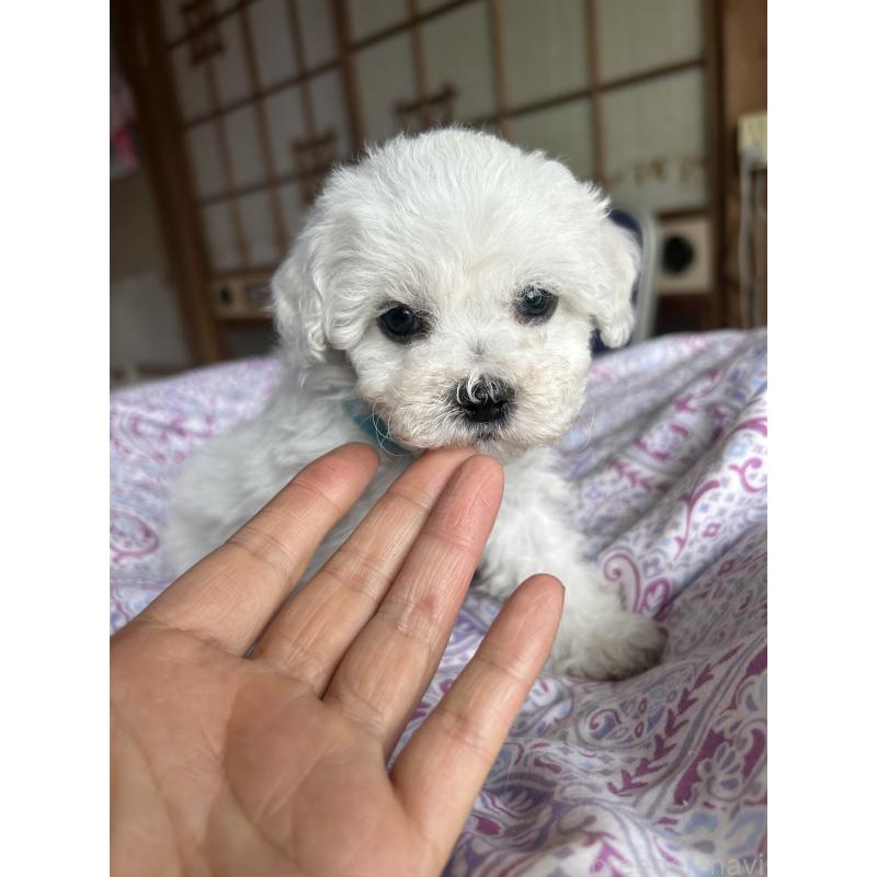 販売中の愛知県のビションフリーゼ-445130の2枚目