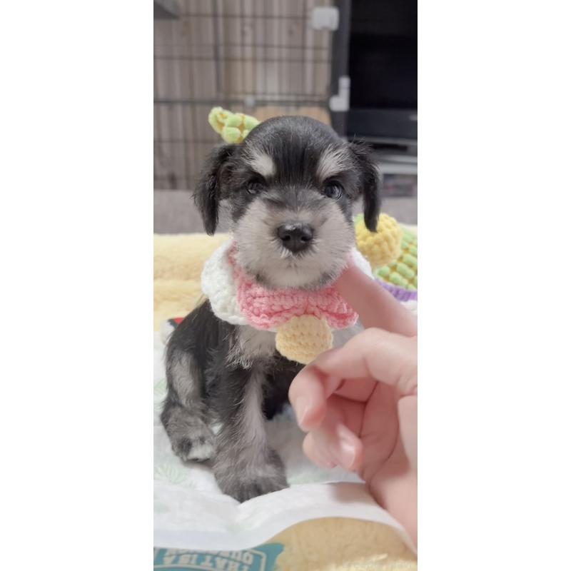 販売中の岐阜県のミニチュアシュナウザー-445131の5枚目